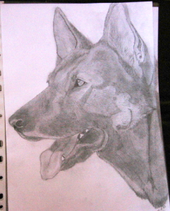 schaeferhund005.jpg